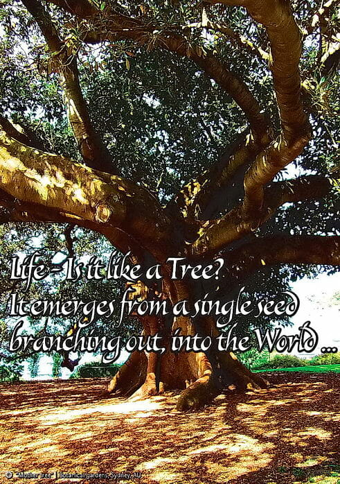 Sydney Botanical Gardens Tree